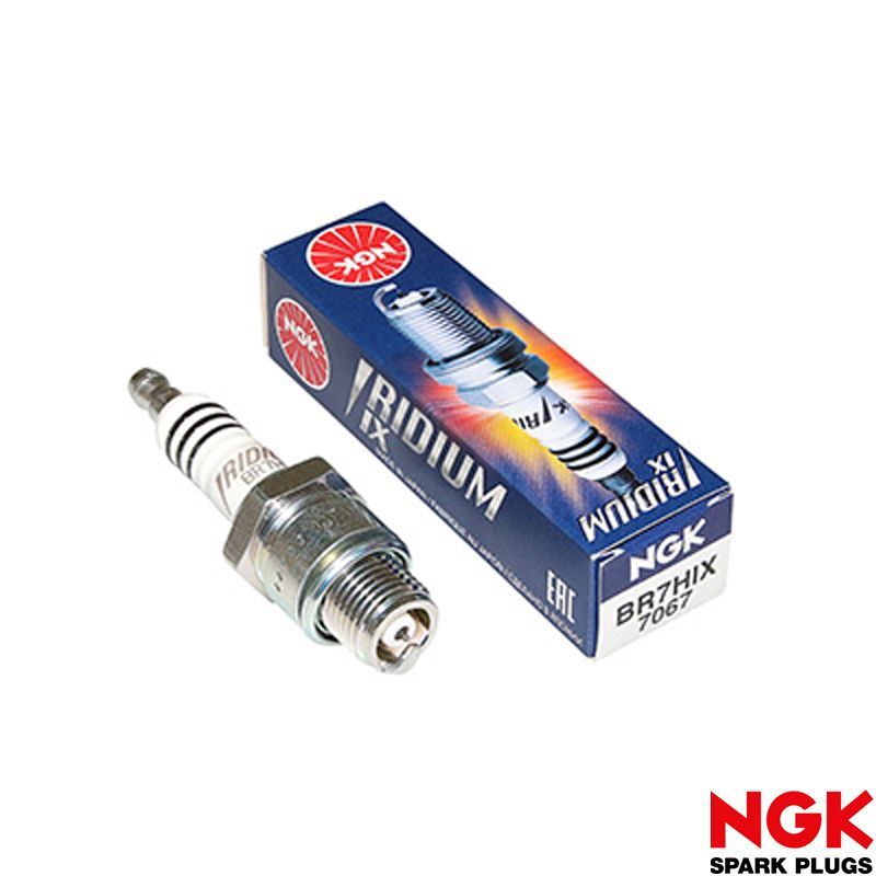 Bougie, Antiparasite Bougie, Antiparasite